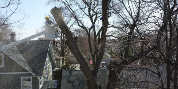 Emergency Storm Clean-Ups – NIC Tree Servics