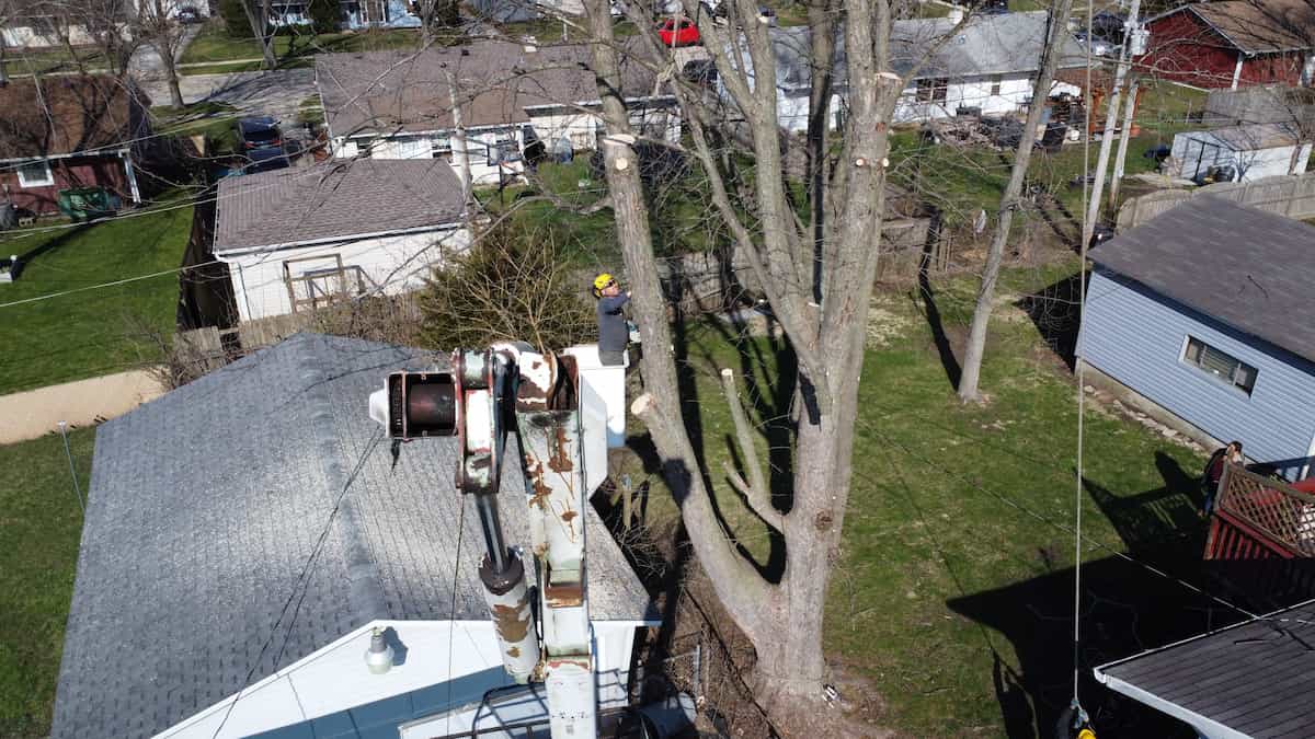 Picture of Tree Pruning – NIC Tree Servics